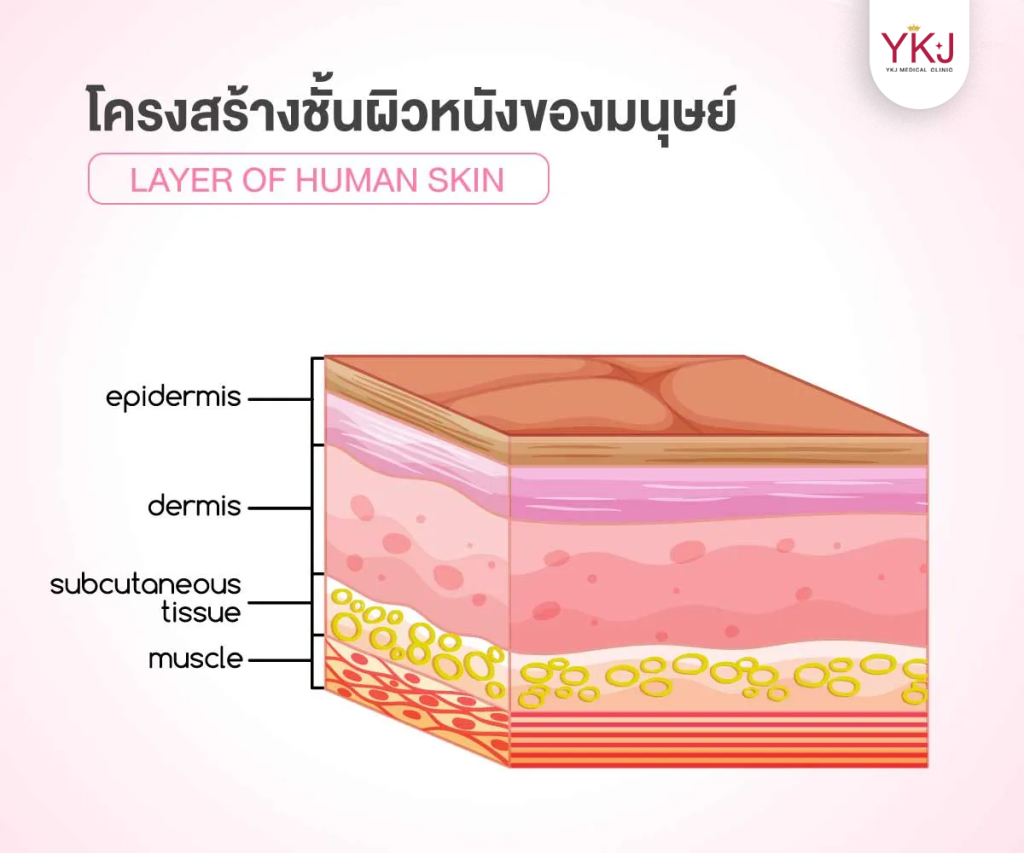 โครงสร้างชั้นผิวของมนุษย์